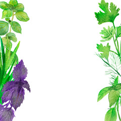 Watercolor banner of spicy plants. Green seasoning plants isolated on white background. Spicy herbs: Basil, coriander, rosemary, parsley, marjoram, for a beautiful design, with space for text.