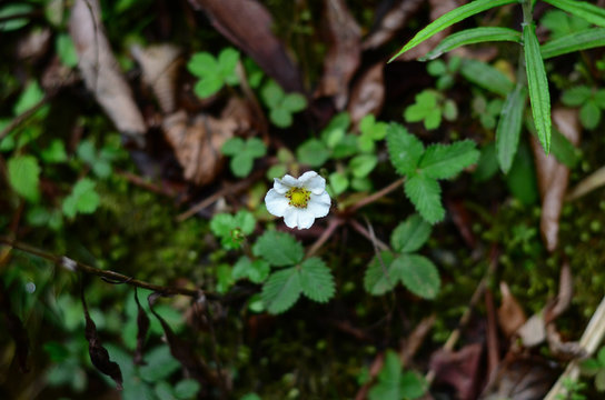flower on green background of grass