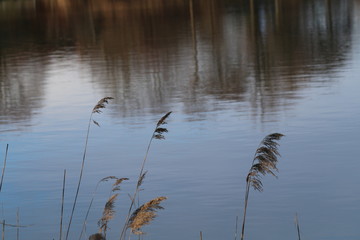 See