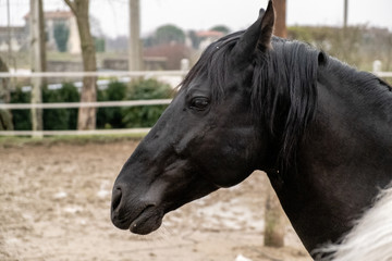 Obraz premium Two horses, one white and one black, playing, eating and having fun together. Horses of different colors in the wild.