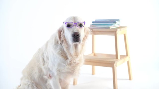 back to schoo - funny video, beautiful dog with a wearing glasses posing in the studio on a white background