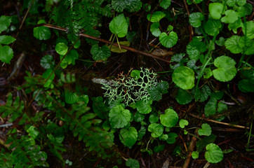ivy on forest floor