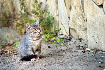 Homeless mongrel gray kitten sitting on the street.