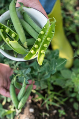 Harvest pea plants in a garden. Close up pea beans on daylight. Exterior shot. Organic farm concept.