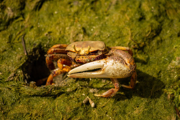 Krabbe in Algenmeer