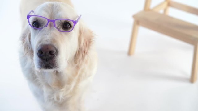 back to schoo - funny video, beautiful dog with a wearing glasses posing in the studio on a white background