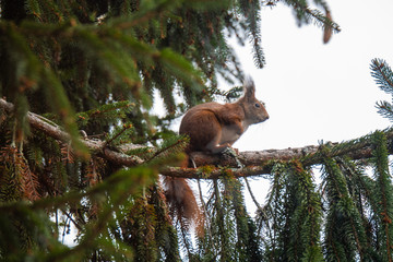 Squirrel on a branch