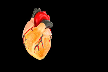 Model of human heart on black background