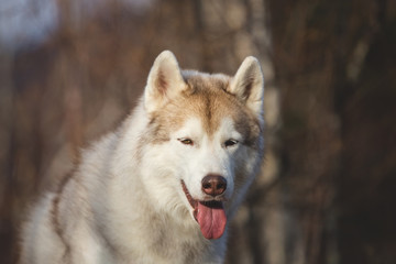 Obraz premium Beautiful and free Beige dog breed Siberian Husky sitting in the late autumn forest on sunny day