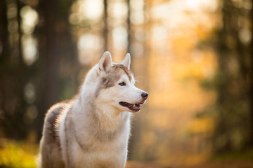 Beautiful and free Beige dog breed Siberian Husky standing in the bright fall forest at sunset