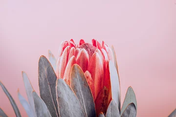 Crédence de cuisine en verre imprimé Fleurs Gros plan des bourgeons de la protéa. Fleur rouge du roi Protea sur fond rose. Belle photo macro de fleur de mode. Cadeau de Saint Valentin