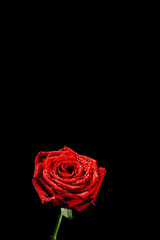 A close-up photograph of a deep red blossoming rose covered in droplets of water in front of a...