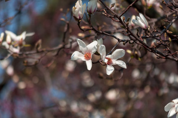 Close-up of magnolia tree flowers in a park