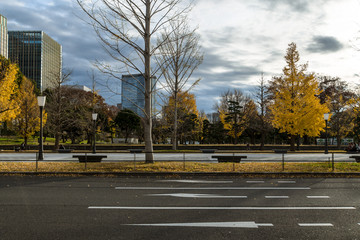 Fototapeta na wymiar 冬の東京大手町　公園のイチョウと高層ビル群２