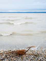 Driftwood on the beach of a lake