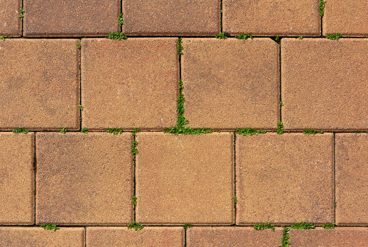 fragment of terracotta paving slabs with grass at the joints