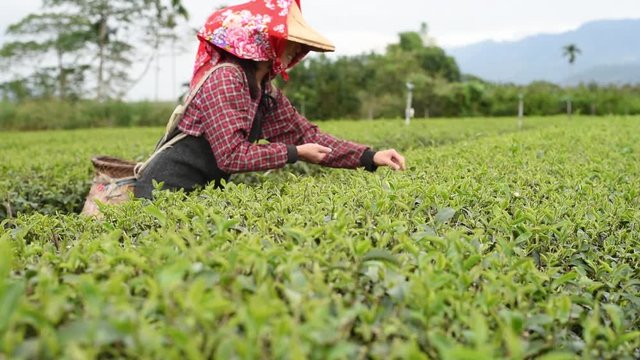 working at tea farm