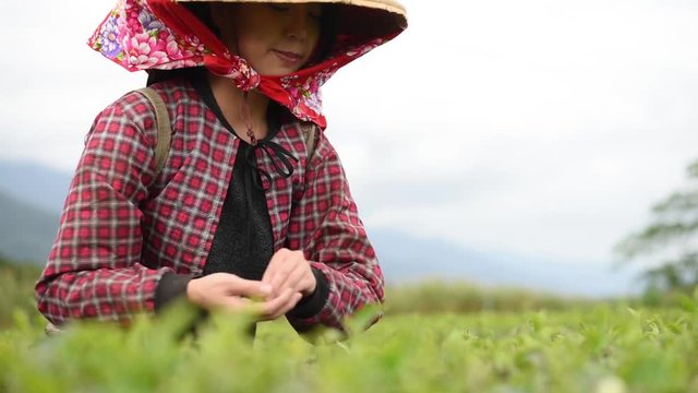 working at tea farm