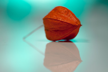 Close-up of cape gooseberry. Shallow depth of field.