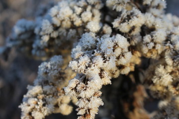 Reinfarn mit Raureif