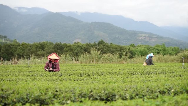 working at tea farm