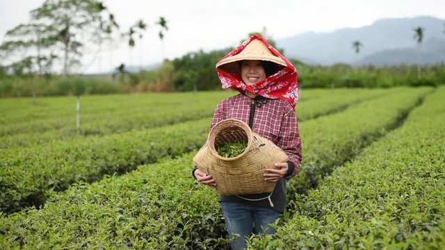 working at tea farm