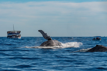 humpback whale breaching in cabo san lucas mexico
