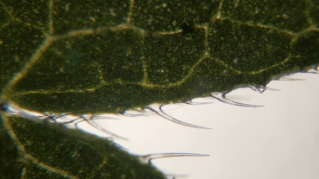 Nettle leaf under the microscope. Extreme close up of underside of stinging nettle leaf (Urtica dioica) showing the sting cells or trichome hairs. Five times magnification. Close up. UHD 4K