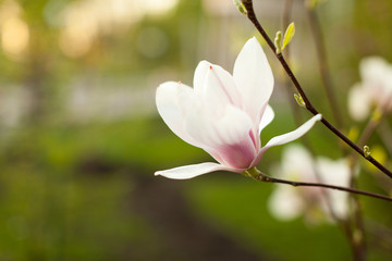 Fototapeta na wymiar Beautiful close up magnolia flowers. Blooming magnolia tree in the spring. Selective focus.White light spring floral photo background
