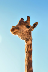 Giraffe close up against a blue sky й