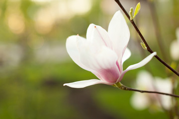 Beautiful close up magnolia flowers. Blooming magnolia tree in the spring. Selective focus.White light spring floral photo background