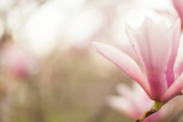 Obraz na płótnie Canvas Beautiful close up magnolia flowers. Blooming magnolia tree in the spring. Selective focus.White light spring floral photo background