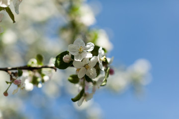 Apple blossom over nature background, beautiful spring flowers
