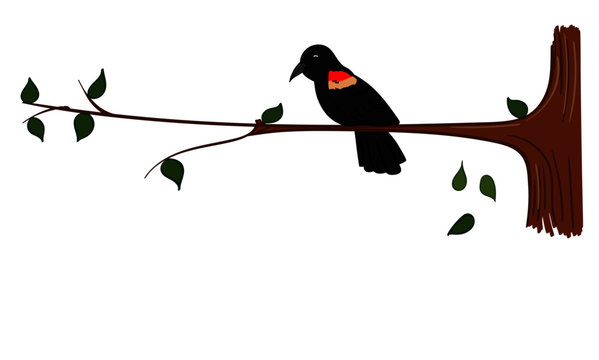 Red Winged Black bird sitting on a branch 