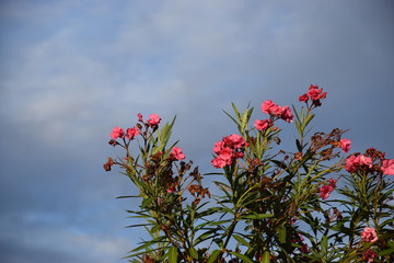 red flowers on background of blue sky