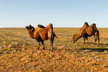 Two two-humped camels in the steppes of Mongolia. Gobi Desert