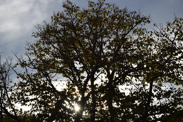 tree in the sky