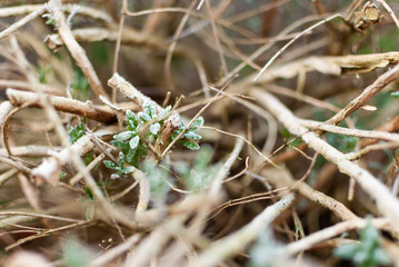 Close up of frozen lavender branches in winter