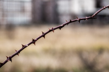 stachelige Angelegenheit