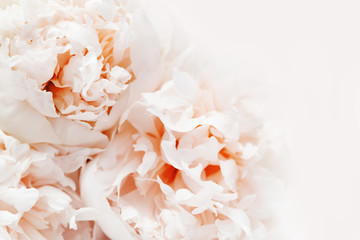 Floral background, close up photo of delicacy peonies. Living coral  colored flowery background with copy space.