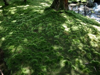 苔の庭