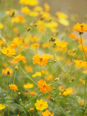Yellow orange Flower Mexican Aster Klondyke Type Bright Light Sulphureus beautiful in nature