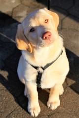 An Image of a labrador dog