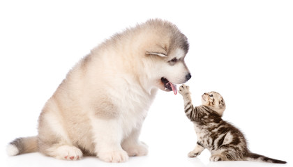Alaskan malamute puppy with playful tabby kitten. isolated on white background