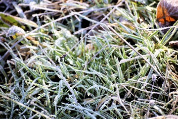 An Image of a grass nature