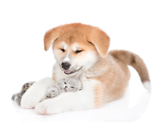 Playful Akita inu puppy hugging baby kitten. isolated on white background