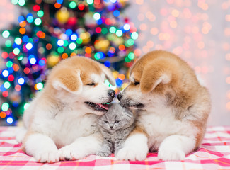 Fototapeta na wymiar Two Akita inu puppies and funny kitten with Christmas tree on a background