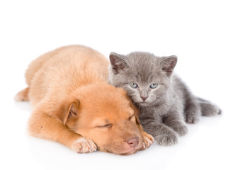 Baby kitten and sleepy puppy. isolated on white background