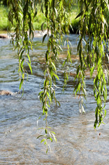 Weeping Willow Branches at the River in the Park