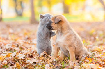 Cute puppy and kitten on autumn leaves at sunset